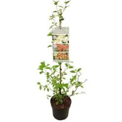 Viburnum Plicatum Kilimandjaro Sunrise - Pot 3 Ltr -Loofbomen Winkel 1988460525