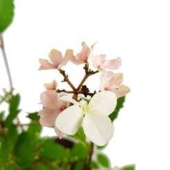 Viburnum Plicatum Kilimandjaro Sunrise - Pot 3 Ltr -Loofbomen Winkel 1988460528