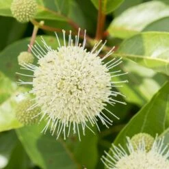 Cephalanthus Magical Moonlight - Pot 3 Ltr -Loofbomen Winkel 1988461047