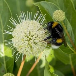 Cephalanthus Magical Moonlight - Pot 3 Ltr -Loofbomen Winkel 1988461050