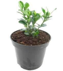 Gardenia Jasminoides Kleim's Hardy - Pot Ø 19 Cm