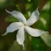 Gardenia Jasminoides Highlights Pinwheel - Totale Hoogte 30+ Cm - Pot Ø 19 Cm