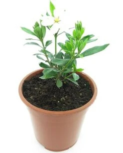 Gardenia Jasminoides Sweetheart - Totale Hoogte 25-35 Cm - Pot Ø 17 Cm