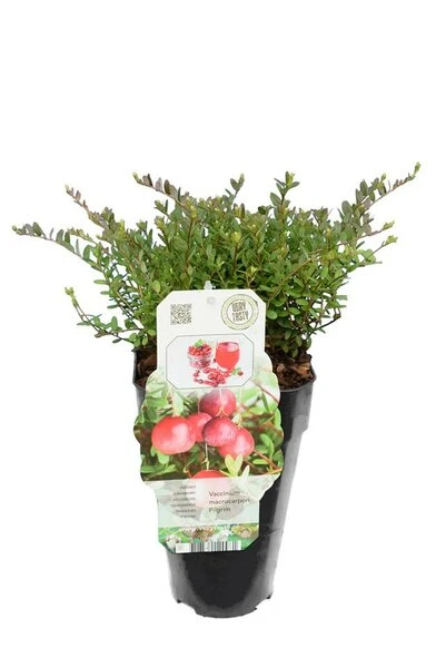 Vaccinium Macrocarpon Pilgrim 2 Ltr 2 Vaccinium Macrocarpon Pilgrim 2 Ltr - Afbeelding 2