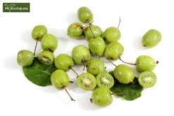 Actinidia Kolomikta - Pot 2 Ltr -Loofbomen Winkel 1990204839