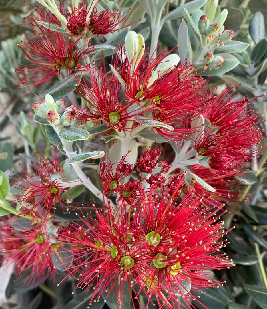 Metrosideros Excelsa - Pot Ø 38 Cm 1 Metrosideros Excelsa - Pot Ø 38 Cm