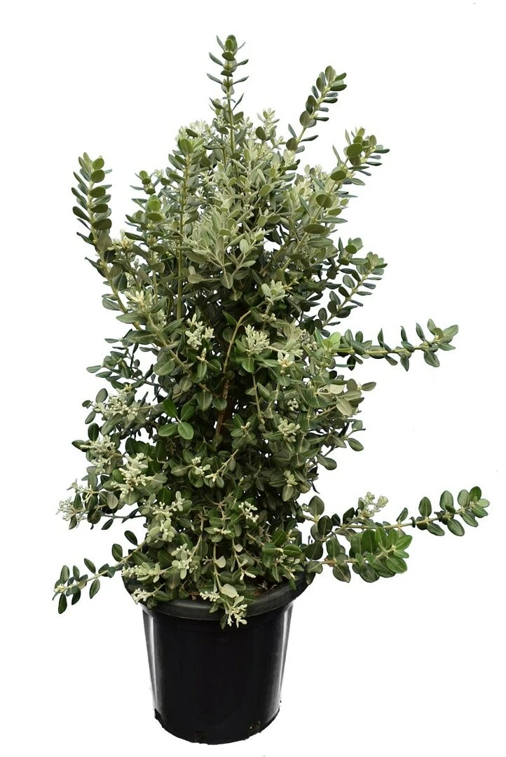 Metrosideros Excelsa - Pot Ø 38 Cm 2 Metrosideros Excelsa - Pot Ø 38 Cm - Afbeelding 2