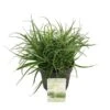 Fascicularia Bicolor 3 Ltr