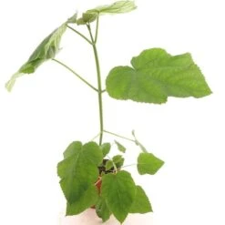 Paulownia Tomentosa - Totale Hoogte 40+ Cm - Pot Ø 26 Cm -Loofbomen Winkel 1990835358