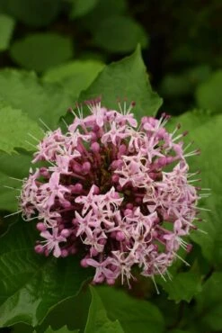 Clerodendrum Bungei - Totale Hoogte 100+ Cm - Pot Ø 23 Cm