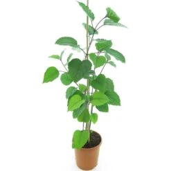 Clerodendrum Bungei - Totale Hoogte 100+ Cm - Pot Ø 23 Cm -Loofbomen Winkel 1990976535