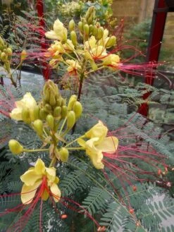 Caesalpinia Gilliesii - Totale Hoogte 90-110 Cm - Pot Ø 21 Cm -Loofbomen Winkel 1990976679