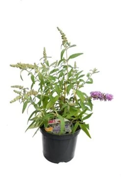 Buddleja Buzz Set Van 3 - Ivory + Midnight + Violet - Pot 3 Ltr -Loofbomen Winkel 1990988976