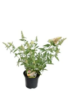 Buddleja Buzz Set Van 3 - Ivory + Midnight + Violet - Pot 3 Ltr -Loofbomen Winkel 1990988979