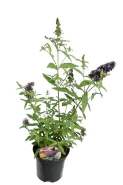 Buddleja Buzz Set Van 3 - Ivory + Midnight + Violet - Pot 3 Ltr -Loofbomen Winkel 1990988982