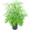 Schefflera Taiwaniana - Totale Hoogte 30-50 Cm - Pot Ø 19 Cm
