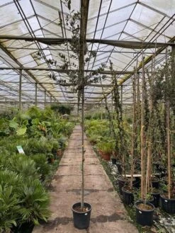 Quercus Ilex - Pot Ø 35 Cm -Loofbomen Winkel 1991044917