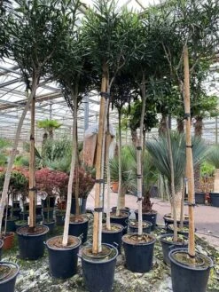 Nerium Oleander - Pot Ø 55 Cm [pallet]