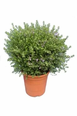 Westringia Longifolia - Totale Hoogte 55-75 - Pot Ø 26 Cm