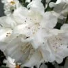 Rhododendron Cunningham's White - Totale Hoogte 50-60 - Pot 5 Ltr