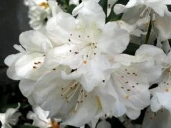 Rhododendron Cunningham's White - Totale Hoogte 50-60 - Pot 5 Ltr