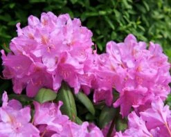 Rhododendron Roseum Elegans - Totale Hoogte 50-60 Cm - Pot 5 Ltr