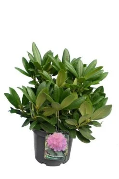 Rhododendron Catawbiense Grandiflorum - Totale Hoogte 50-60 Cm - Pot 5 Ltr