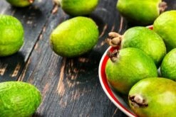 Acca Sellowiana - Pot Ø 40 Cm [pallet] -Loofbomen Winkel 1991170815