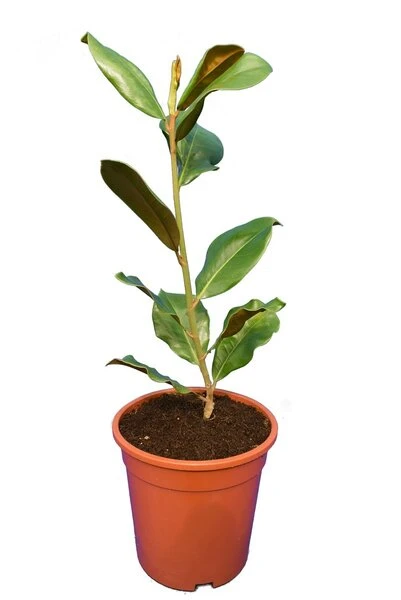 Magnolia Grandiflora Victoria - Totale Hoogte 50+ Cm - Pot Ø 22 Cm 1 Magnolia Grandiflora Victoria - Totale Hoogte 50+ Cm - Pot Ø 22 Cm