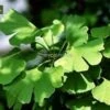 Ginkgo Biloba - Totale Hoogte 40+ Cm - Pot Ø 17 Cm