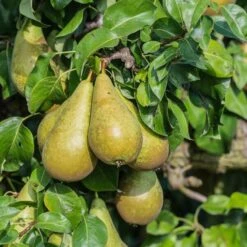 Pyrus Communis - Totale Hoogte 160+ Cm - Pot Ø 20 Cm