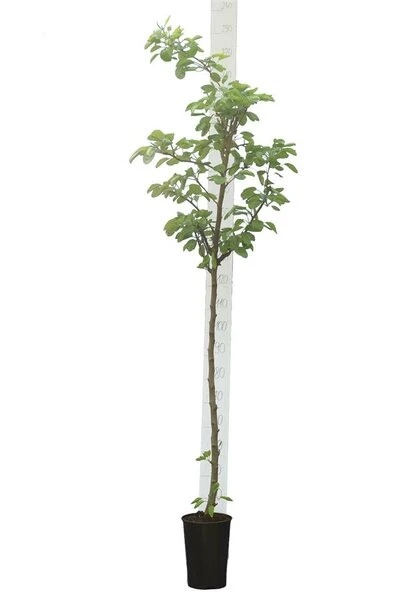 Pyrus Communis - Totale Hoogte 160+ Cm - Pot Ø 20 Cm 2 Pyrus Communis - Totale Hoogte 160+ Cm - Pot Ø 20 Cm - Afbeelding 2