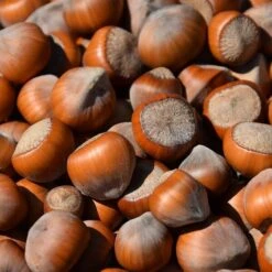 Corylus Avellana Negreta - Totale Hoogte 160+ Cm - Pot Ø 27 Cm [pallet]