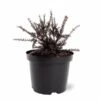 Podocarpus Chocolate Box - Pot 3 Ltr