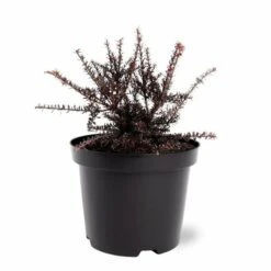 Podocarpus Chocolate Box - Pot 3 Ltr