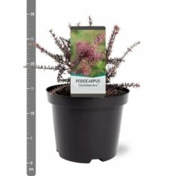 Podocarpus Chocolate Box - Pot 3 Ltr 8 Podocarpus Chocolate Box - Pot 3 Ltr -Loofbomen Winkel 1991567457