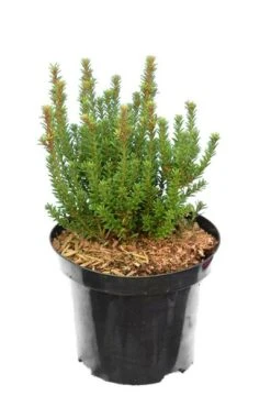 Podocarpus Chocolate Box - Pot 3 Ltr 9 Podocarpus Chocolate Box - Pot 3 Ltr -Loofbomen Winkel 1991567460