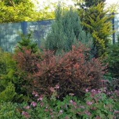 Podocarpus Chocolate Box - Pot 3 Ltr 10 Podocarpus Chocolate Box - Pot 3 Ltr -Loofbomen Winkel 1991567463