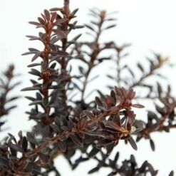 Podocarpus Chocolate Box - Pot 3 Ltr 11 Podocarpus Chocolate Box - Pot 3 Ltr -Loofbomen Winkel 1991567466