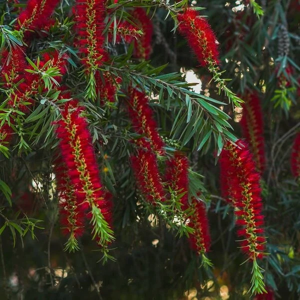 Callistemon Viminalis Captain Cook - Totale Hoogte 40+ Cm - Pot Ø 22 Cm 1 Callistemon Viminalis Captain Cook - Totale Hoogte 40+ Cm - Pot Ø 22 Cm