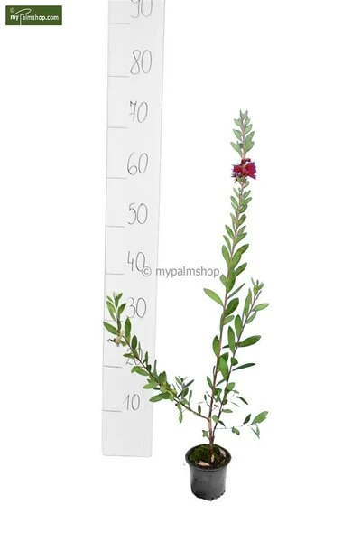 Callistemon Laevis Pot Ø 30 Cm 2 Callistemon Laevis Pot Ø 30 Cm - Afbeelding 2