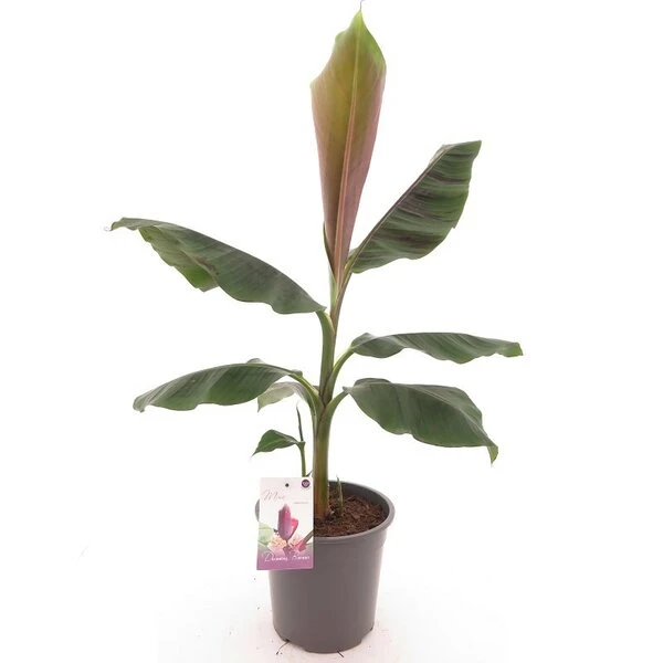 Musa Sikkimensis Red Tiger - Pot Ø 24 Cm 1 Musa Sikkimensis Red Tiger - Pot Ø 24 Cm