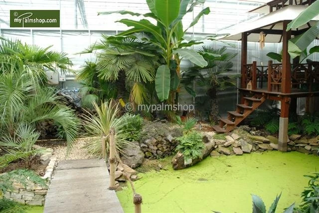 Musa Sikkimensis Red Tiger - Pot Ø 24 Cm 2 Musa Sikkimensis Red Tiger - Pot Ø 24 Cm - Afbeelding 2