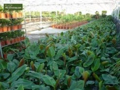 Musa Sikkimensis Red Tiger - Pot Ø 24 Cm 5 Musa Sikkimensis Red Tiger - Pot Ø 24 Cm -Loofbomen Winkel 1991610186