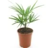 Trachycarpus Fortunei Frosty - Totale Hoogte 50-70 Cm - Pot Ø 21 Cm