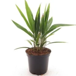 Trachycarpus Fortunei Multitrunk - Pot Ø 17 Cm