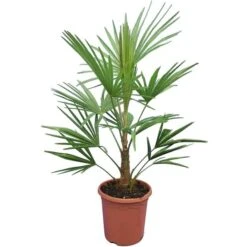 Trachycarpus Fortunei Frosty - Totale Hoogte 100-120 Cm - Pot Ø 26 Cm