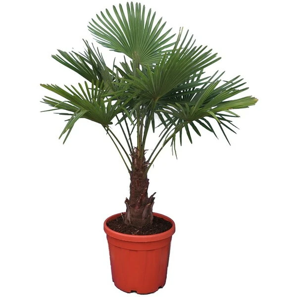 Trachycarpus Fortunei - Stam 30-40 Cm - Totale Hoogte 120-140 Cm - Pot Ø 31 Cm 1 Trachycarpus Fortunei - Stam 30-40 Cm - Totale Hoogte 120-140 Cm - Pot Ø 31 Cm