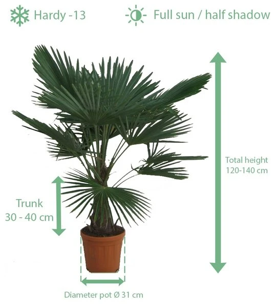 Trachycarpus Fortunei - Stam 30-40 Cm - Totale Hoogte 120-140 Cm - Pot Ø 31 Cm 2 Trachycarpus Fortunei - Stam 30-40 Cm - Totale Hoogte 120-140 Cm - Pot Ø 31 Cm - Afbeelding 2