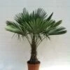 Trachycarpus Fortunei - Stam 40-50 Cm - Totale Hoogte 150-170 Cm - Pot Ø 36 Cm
